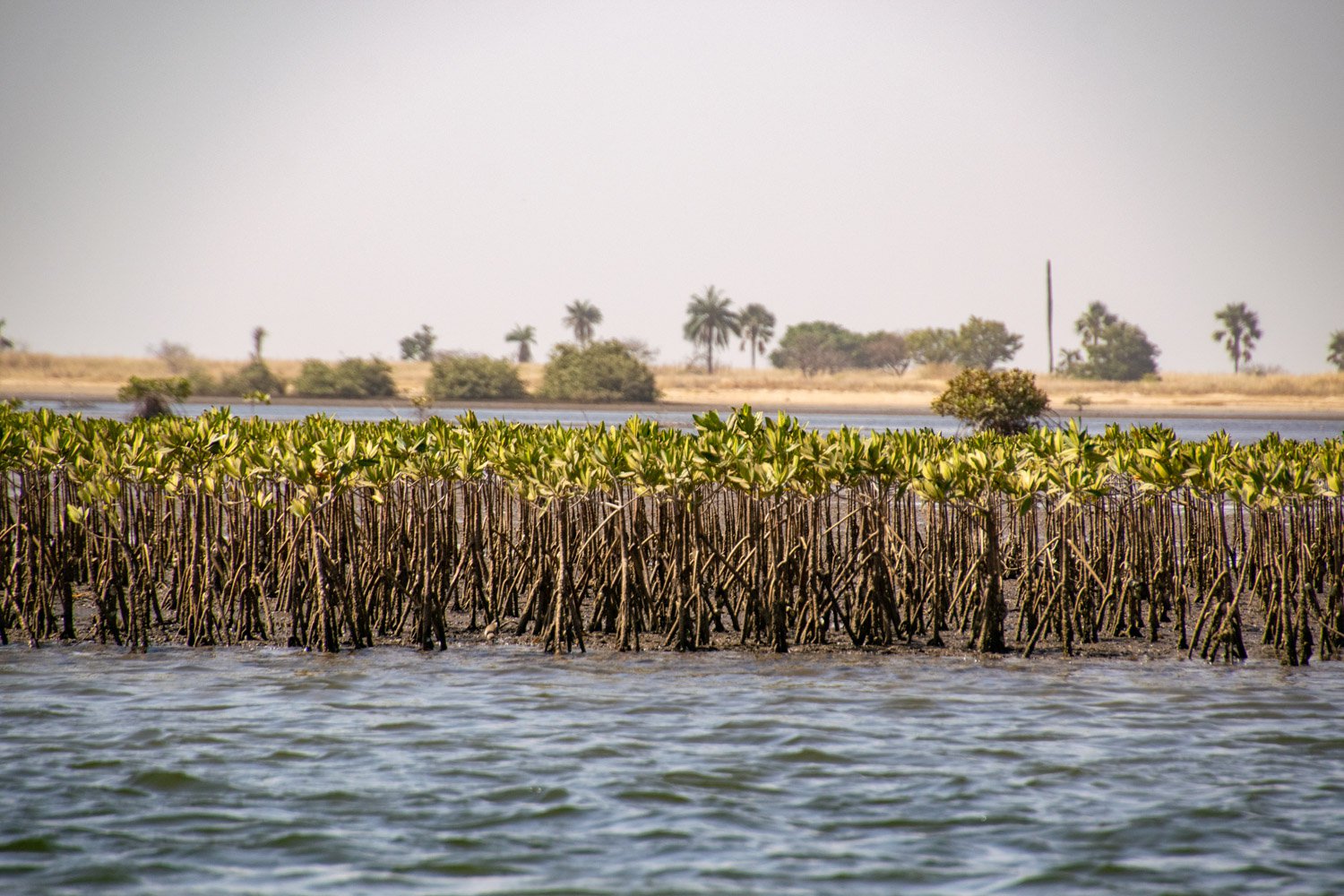 klimaat-saloum-delta.jpg